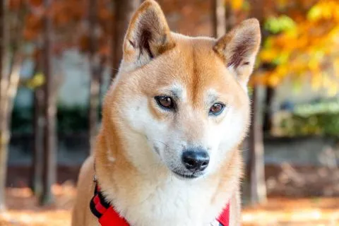小米：原來如此..