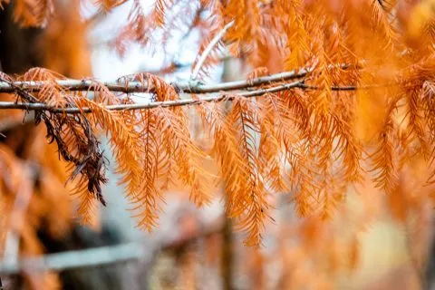 萬豐社區落羽松森林 18 - Travel of Rice 小米遊記