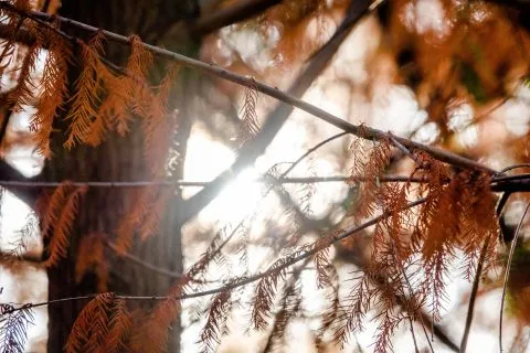 萬豐社區落羽松森林 17 - Travel of Rice 小米遊記