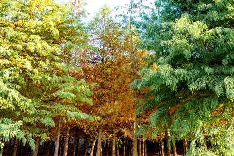 萬豐社區落羽松森林 16 - Travel of Rice 小米遊記