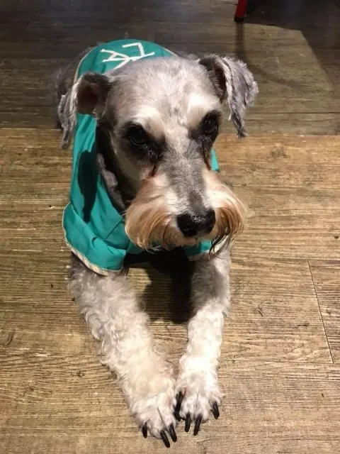 秋葵犬食堂 32 - Travel of Rice 小米遊記