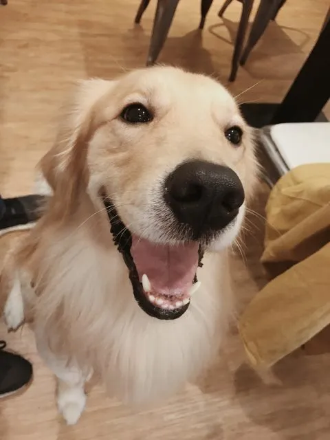 秋葵犬食堂 33 - Travel of Rice 小米遊記