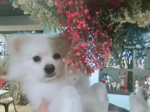 秋葵犬食堂 45 - Travel of Rice 小米遊記