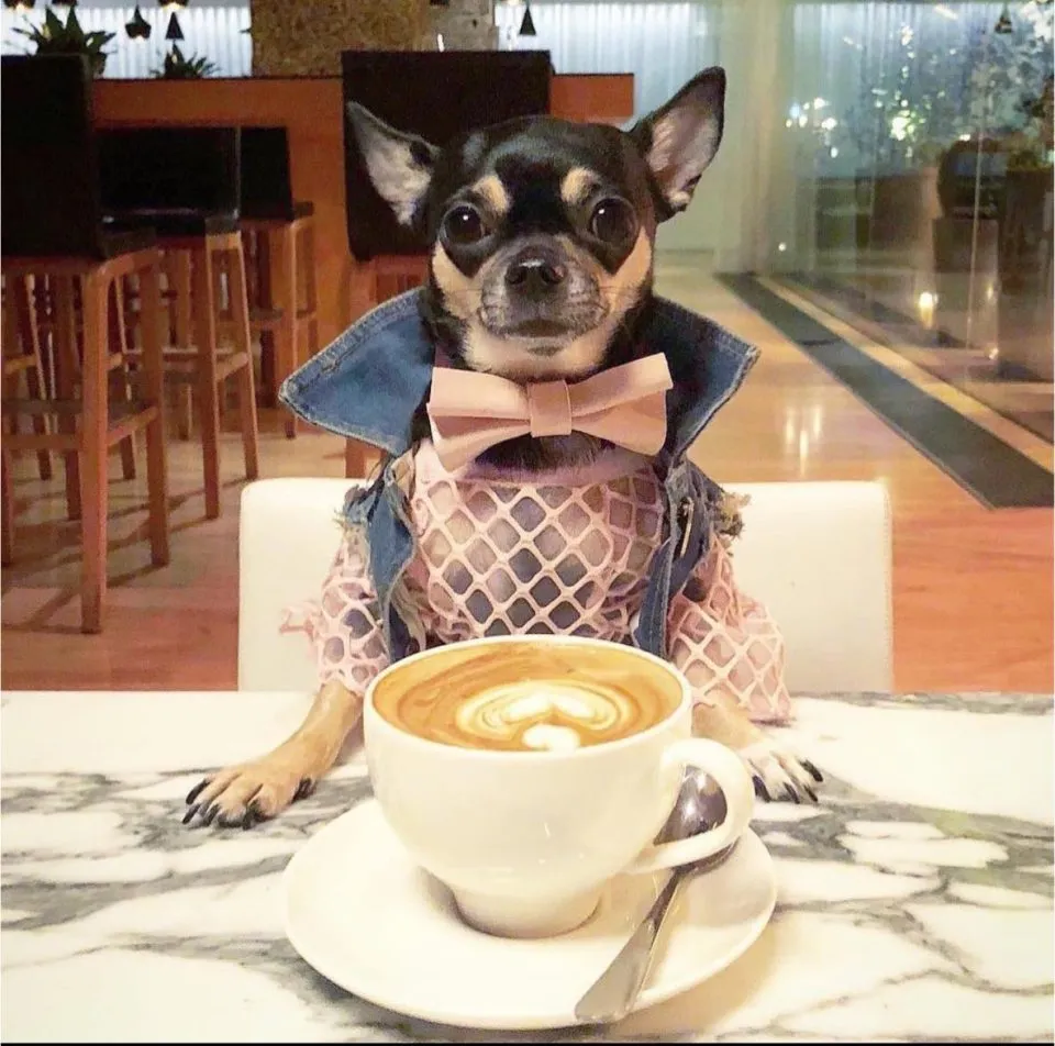 咖逼小売所Shiba Inu Café to go 23 - Travel of Rice 小米遊記