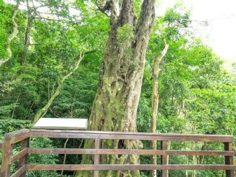 馬武督探索森林 28 - Travel of Rice 小米遊記
