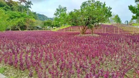 Herbelle龍潭湖畔悠活園區 30 - Travel of Rice 小米遊記