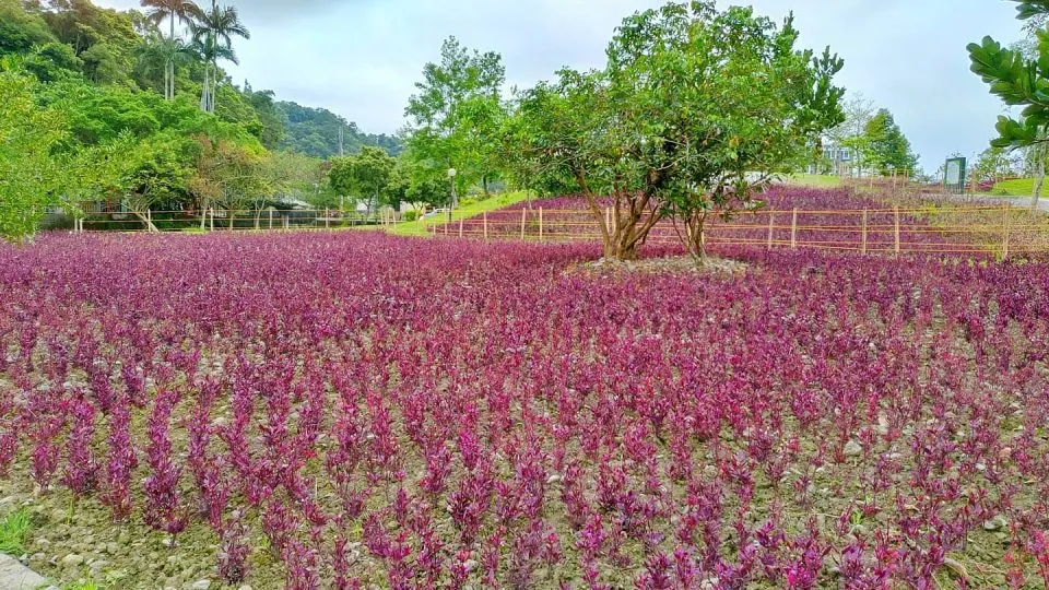 Herbelle龍潭湖畔悠活園區 30 - Travel of Rice 小米遊記