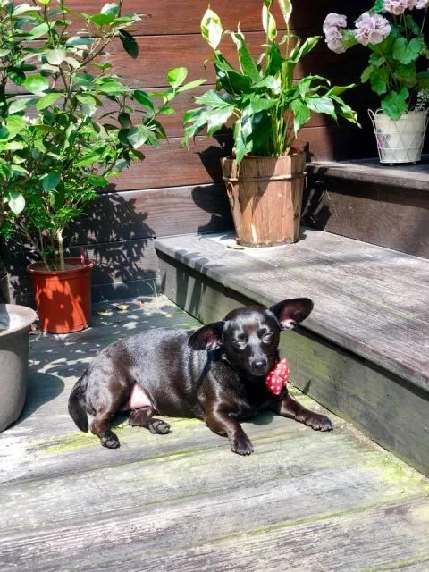 薇甜 Livia's kitchen 41 - Travel of Rice 小米遊記 薇甜 Livia's kitchen 40 - Travel of Rice 小米遊記