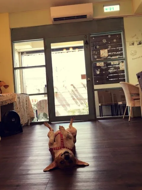 薇甜 Livia's kitchen 43 - Travel of Rice 小米遊記 薇甜 Livia's kitchen 42 - Travel of Rice 小米遊記