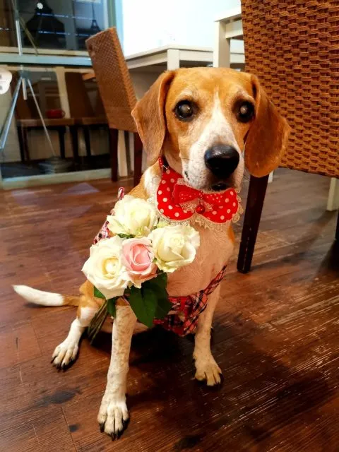 薇甜 Livia's kitchen 44 - Travel of Rice 小米遊記 薇甜 Livia's kitchen 43 - Travel of Rice 小米遊記