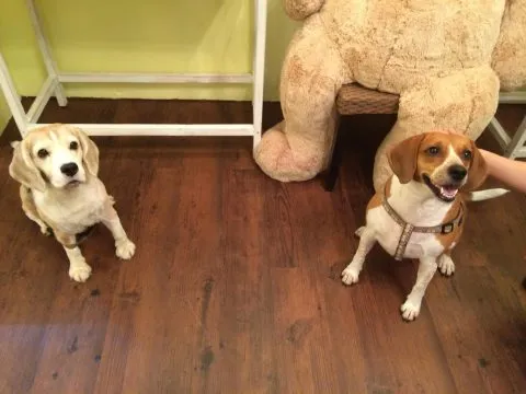 薇甜 Livia's kitchen 47 - Travel of Rice 小米遊記 薇甜 Livia's kitchen 46 - Travel of Rice 小米遊記