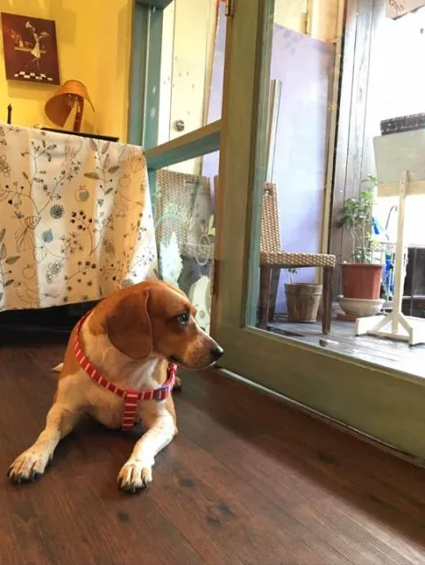 薇甜 Livia's kitchen 70 - Travel of Rice 小米遊記 薇甜 Livia's kitchen 69 - Travel of Rice 小米遊記