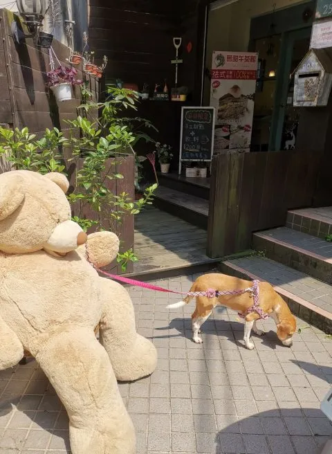 薇甜 Livia's kitchen 71 - Travel of Rice 小米遊記 薇甜 Livia's kitchen 70 - Travel of Rice 小米遊記