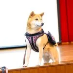 集美國小/新北三重 50 - Travel of Rice 小米遊記 集美國小/新北三重 49 - Travel of Rice 小米遊記