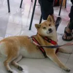 中國文化大學/台北士林 25 - Travel of Rice 小米遊記 中國文化大學/台北士林 25 - Travel of Rice 小米遊記