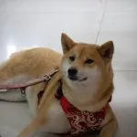 中國文化大學/台北士林 20 - Travel of Rice 小米遊記 中國文化大學/台北士林 20 - Travel of Rice 小米遊記