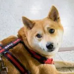 東寧國小/屏東內埔 31 - Travel of Rice 小米遊記 東寧國小/屏東內埔 31 - Travel of Rice 小米遊記