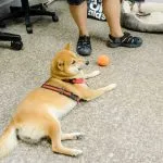 上碩文理補習班/台南永康 29 - Travel of Rice 小米遊記 上碩文理補習班/台南永康 29 - Travel of Rice 小米遊記