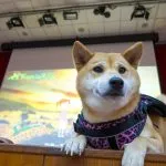 集美國小/新北三重 56 - Travel of Rice 小米遊記 集美國小/新北三重 55 - Travel of Rice 小米遊記