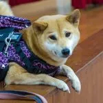 集美國小/新北三重 62 - Travel of Rice 小米遊記 集美國小/新北三重 61 - Travel of Rice 小米遊記