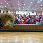 集美國小/新北三重 64 - Travel of Rice 小米遊記 集美國小/新北三重 63 - Travel of Rice 小米遊記