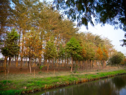 魚寮遺址落羽松河畔 18 - Travel of Rice 小米遊記 魚寮遺址落羽松河畔 18 - Travel of Rice 小米遊記