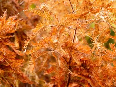 魚寮遺址落羽松河畔 25 - Travel of Rice 小米遊記