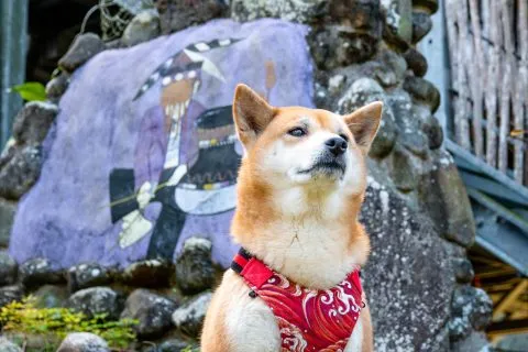 小米：你看對面那戶～