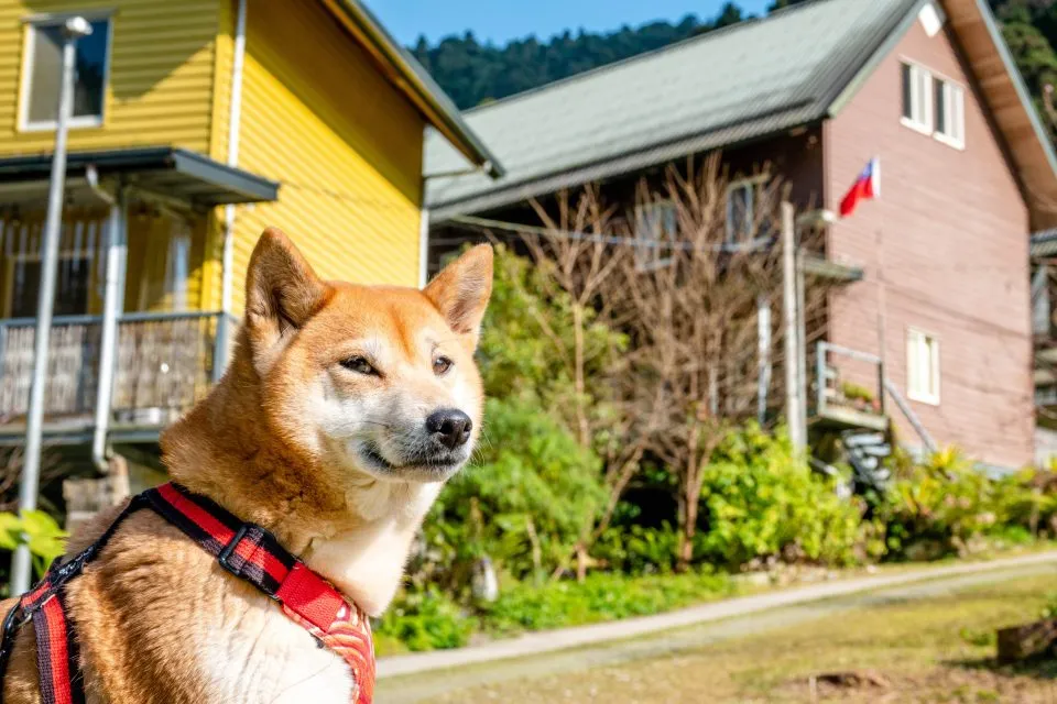 不過不管稱呼是什麼，這裡都是原住民「鄒族」的部落，到這裡來，請不要隨意走到人家家裡面，並且尊重當地文化。