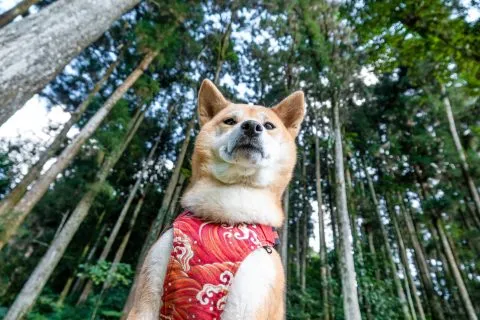 可惜這邊沒有寵物友善民宿，不然真想住在這邊體驗一下。