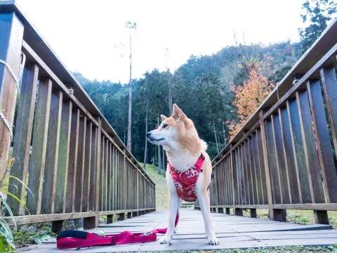 還蠻想在這邊草皮上忘情的跑跑，不過周圍是馬路所以還是打消念頭。