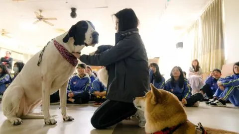 文昌國中/桃園市 23 - Travel of Rice 小米遊記 文昌國中/桃園市 23 - Travel of Rice 小米遊記