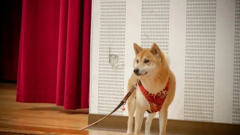 錦興國小/桃園蘆竹 29 - Travel of Rice 小米遊記 錦興國小/桃園蘆竹 29 - Travel of Rice 小米遊記