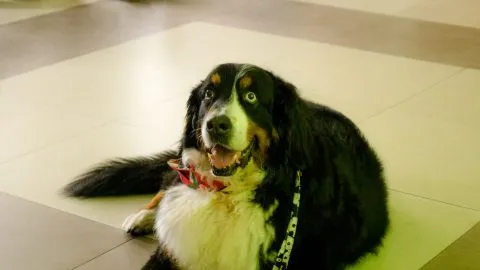 文昌國中/桃園市 27 - Travel of Rice 小米遊記 文昌國中/桃園市 27 - Travel of Rice 小米遊記