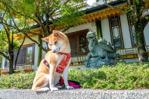 龍魚、龍龜、龍馬，看來小棧主人真的非常信仰龍王呢。
