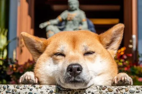小米：我很乖的唷，菩薩會保佑我～