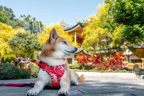 在這庭院中有一座最醒目的建築....