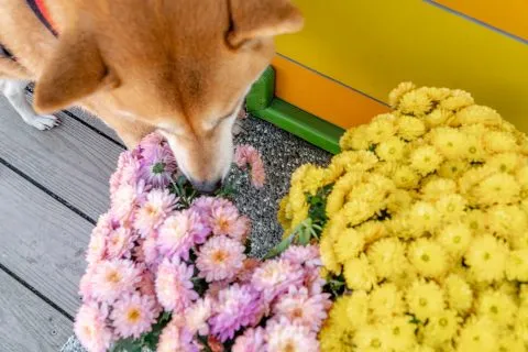離開前，小米發現了一隻大螳螂！
