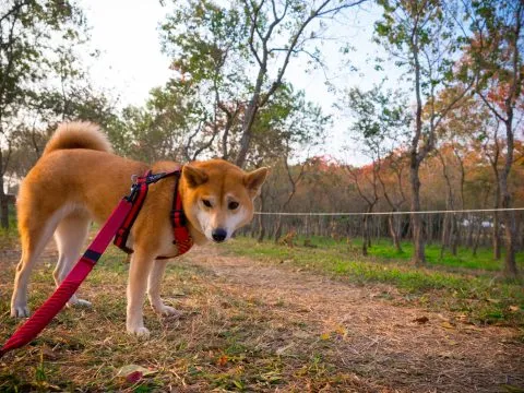 魚寮遺址落羽松河畔 54 - Travel of Rice 小米遊記 聽說這邊有落羽松和龍貓隧道耶!