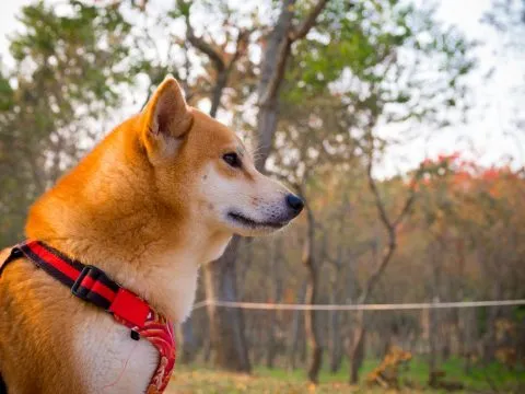 魚寮遺址落羽松河畔 55 - Travel of Rice 小米遊記 讓我們來看看這個嘉義的秘境吧!
