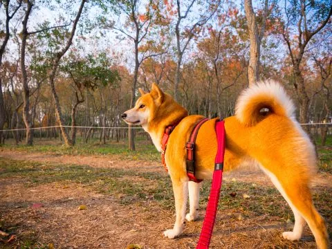 魚寮遺址落羽松河畔 56 - Travel of Rice 小米遊記 嘿嘿嘿,遠遠就看見好多黑黑的影子在動。