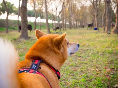 魚寮遺址落羽松河畔 57 - Travel of Rice 小米遊記 到處都是黑色的羊咩咩!