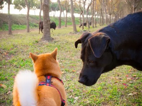 魚寮遺址落羽松河畔 59 - Travel of Rice 小米遊記 突然旁邊有一隻巨大的黑狗兄靠近過來。