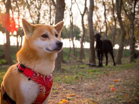 魚寮遺址落羽松河畔 62 - Travel of Rice 小米遊記 不過羊群小米靠近會想要退後,所以大家帶狗狗去一定要牽繩!