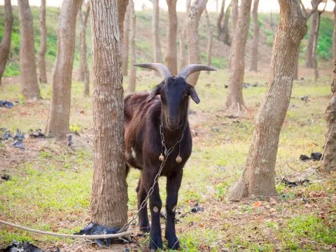 魚寮遺址落羽松河畔 58 - Travel of Rice 小米遊記 不過都被繫上鍊子了。