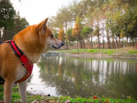 魚寮遺址落羽松河畔 64 - Travel of Rice 小米遊記 讓我們仔細的品味一下這邊優美個環境吧!