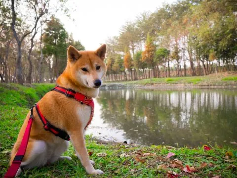 魚寮遺址落羽松河畔 65 - Travel of Rice 小米遊記 這邊是一條水圳,河畔旁種植了落羽松。