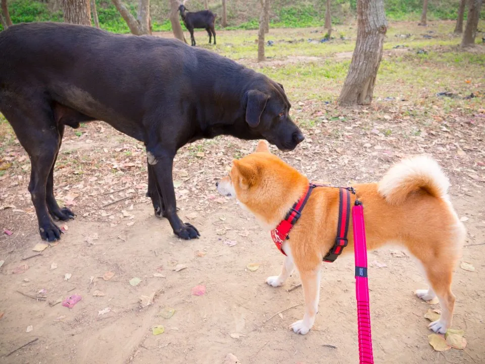 黑狗兄是巨型犬，不過蠻友善的。