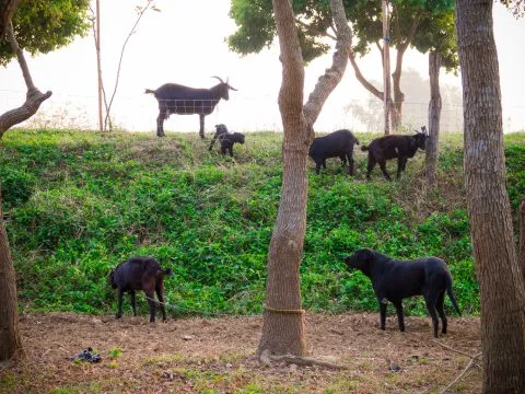 魚寮遺址落羽松河畔 61 - Travel of Rice 小米遊記 他似乎是這邊的牧羊犬,羊群都不怕他。