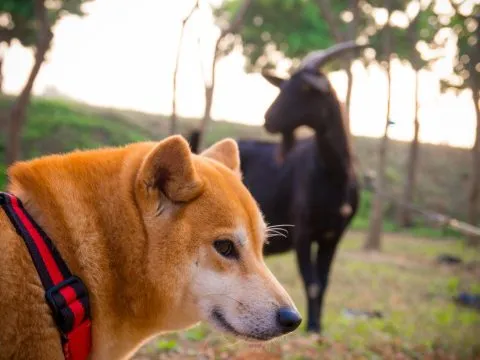 魚寮遺址落羽松河畔 63 - Travel of Rice 小米遊記 小米在蘭嶼看羊看到麻木嚕,所以完全沒有很興奮或好奇想要靠近。